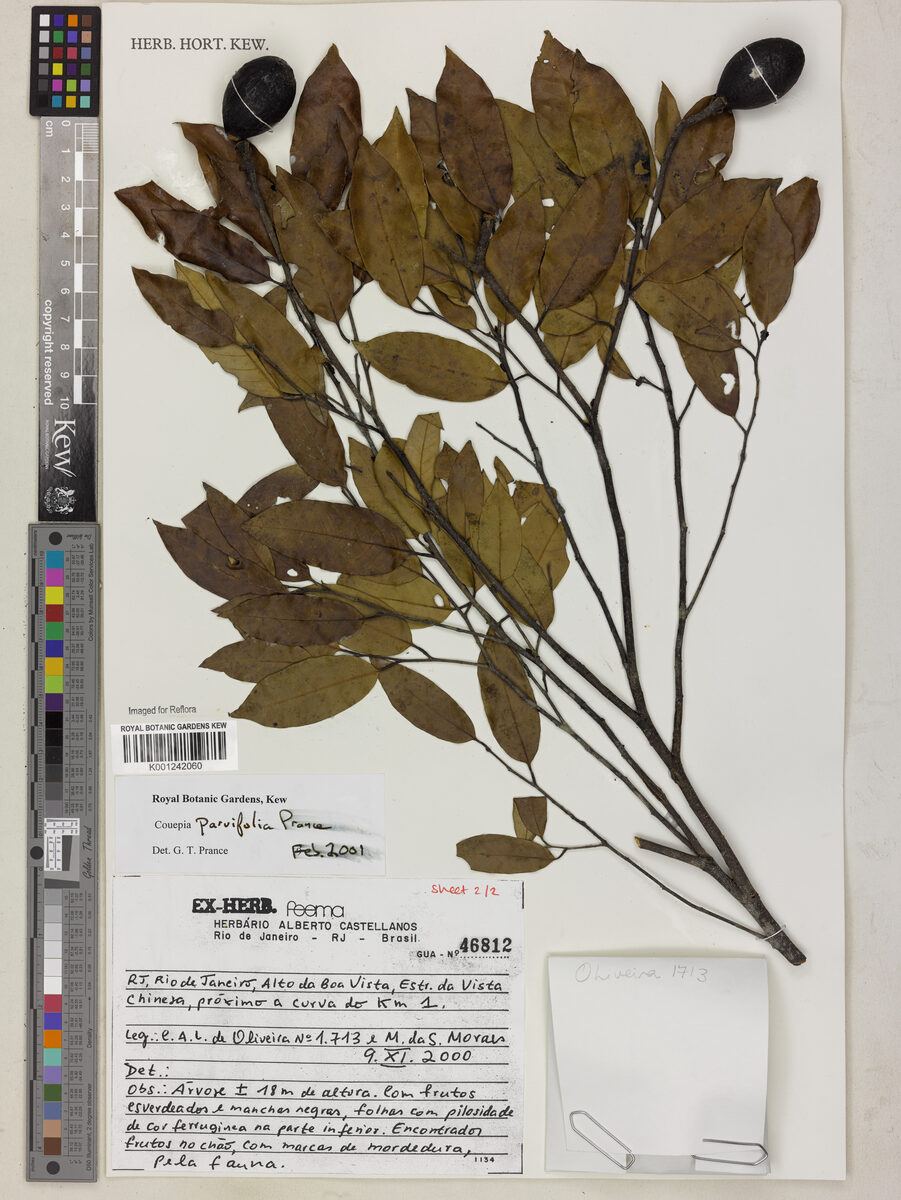 Couepia parvifolia (Goiti-verde) — photo