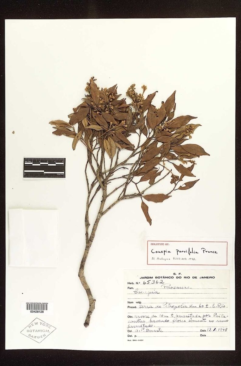 Couepia parvifolia (Goiti-verde) — photo