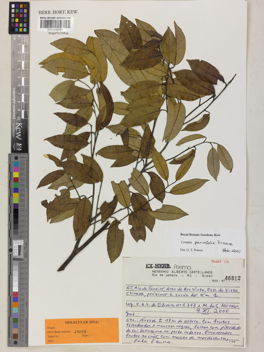 Couepia parvifolia