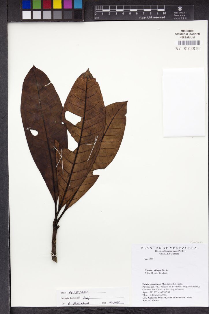 Couma catingae (Caatinga couma) — photo