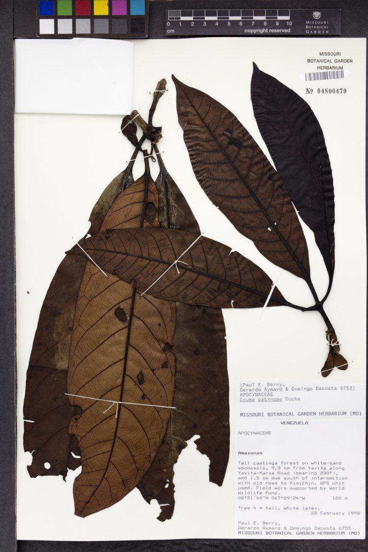 Couma catingae (Caatinga couma) — photo
