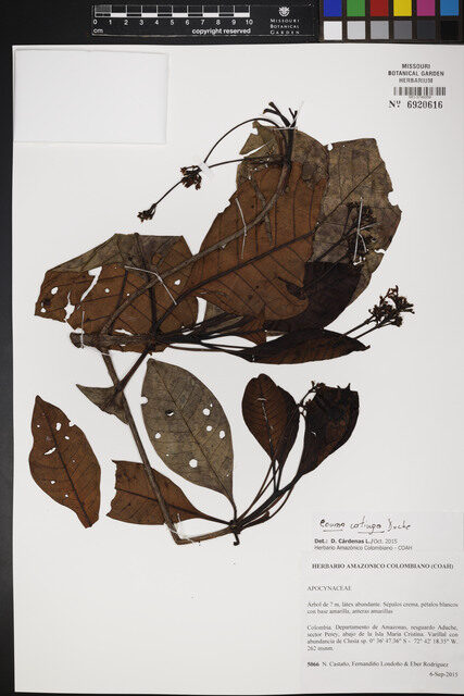 Couma catingae