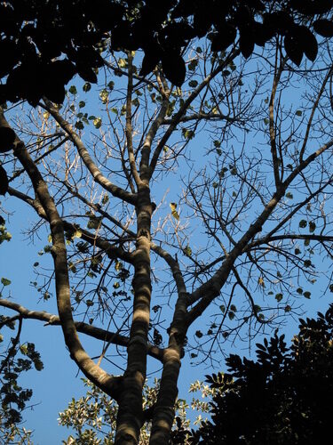 Couma macrocarpa (Barca) — photo