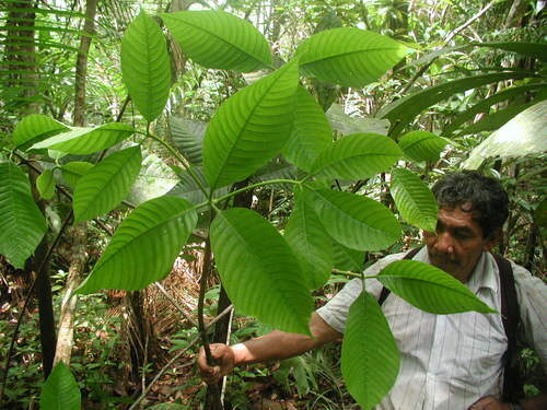 Couma macrocarpa (Barca) — photo