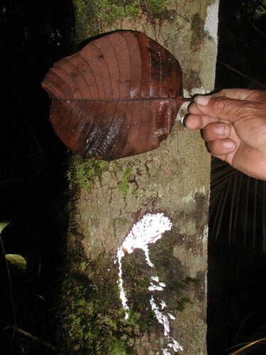 Couma macrocarpa