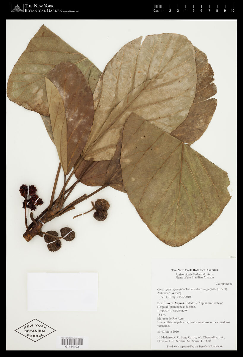 Coussapoa asperifolia subsp. magnifolia (Cibuero) — photo
