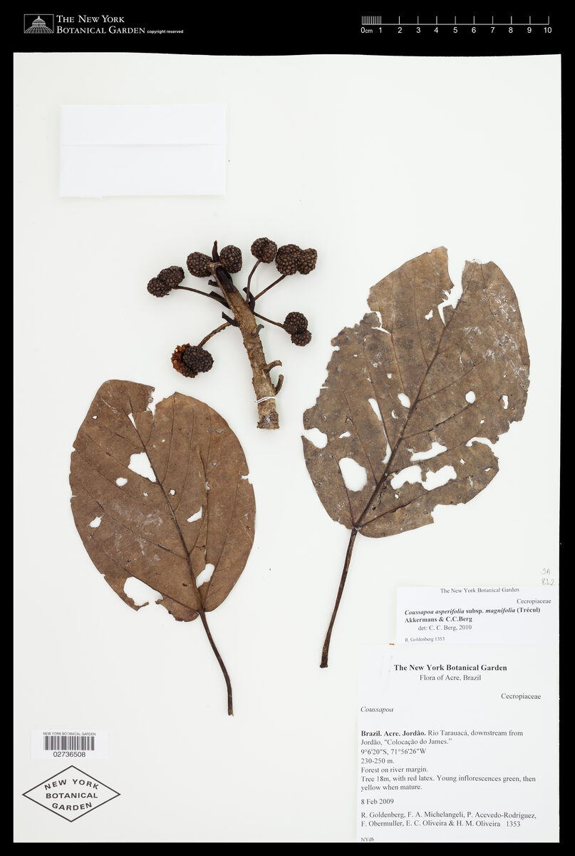 Coussapoa asperifolia subsp. magnifolia (Cibuero) — photo