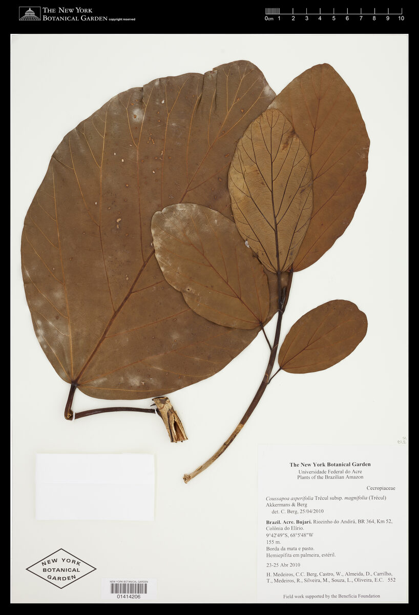 Coussapoa asperifolia subsp. magnifolia