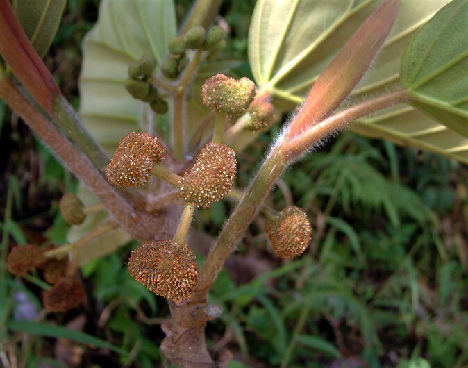 Coussapoa duquei (Dugue coussapoa) — photo