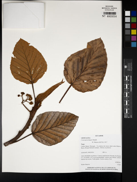 Coussapoa duquei