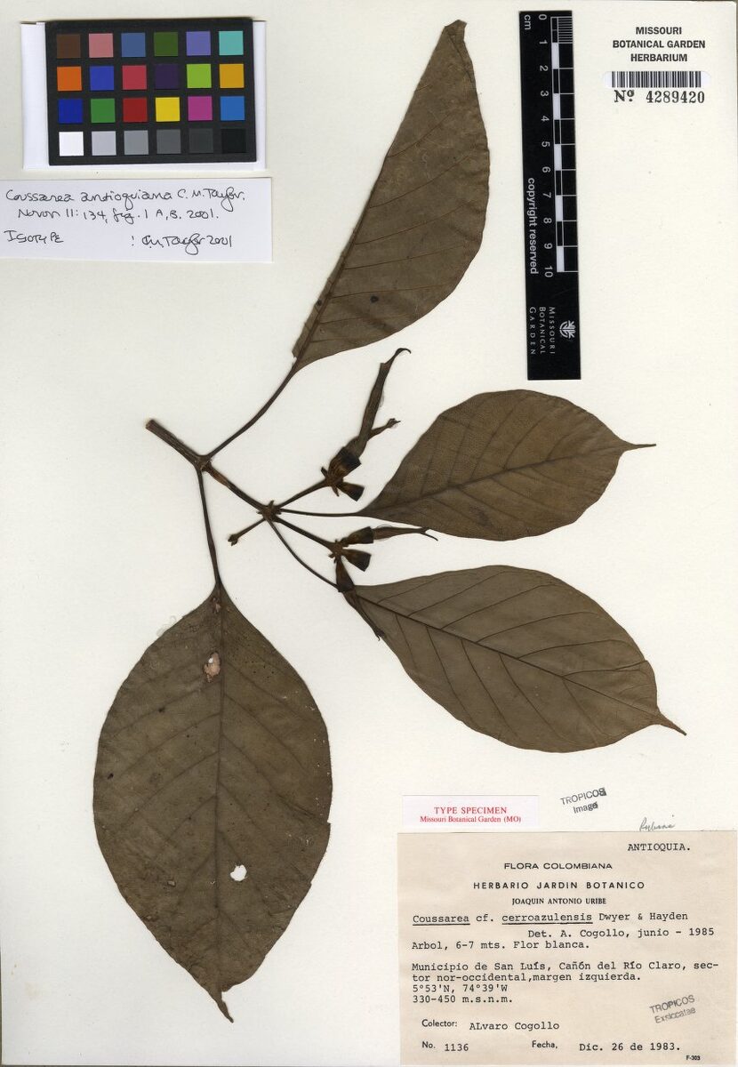Coussarea antioquiana — photo