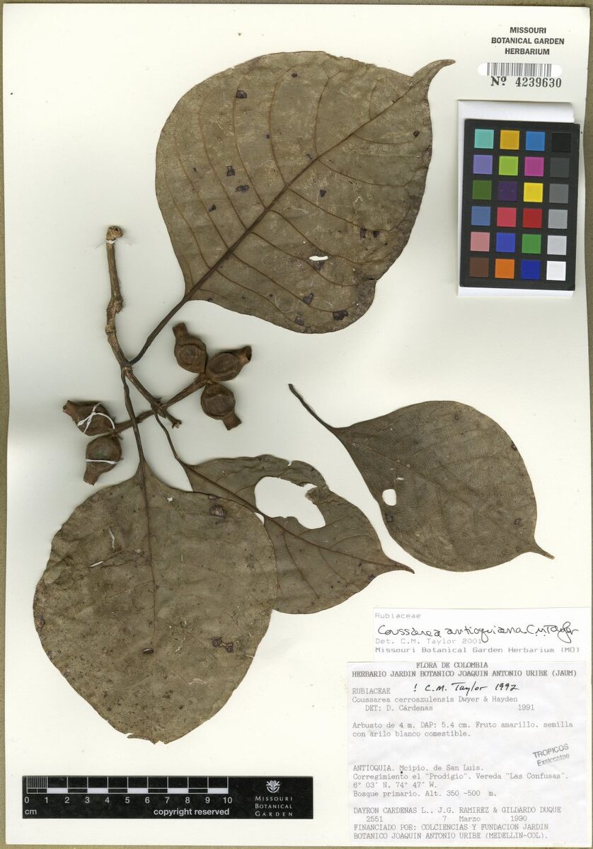 Coussarea antioquiana