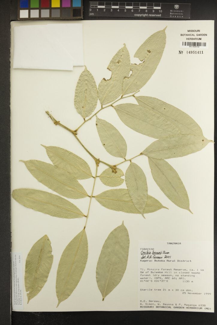 Craibia brownii