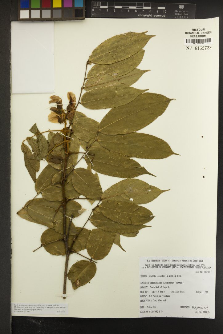 Craibia laurentii