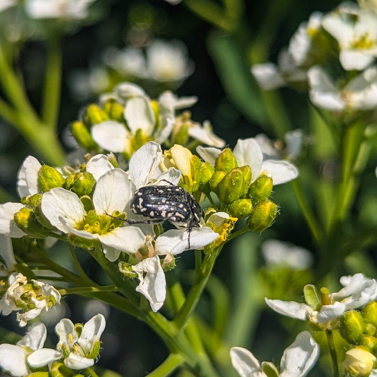 Crambe cordifolia subsp. kotschyana — photo