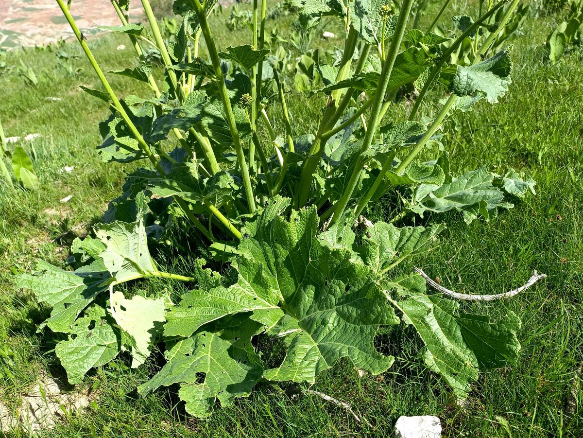 Crambe cordifolia subsp. kotschyana — photo