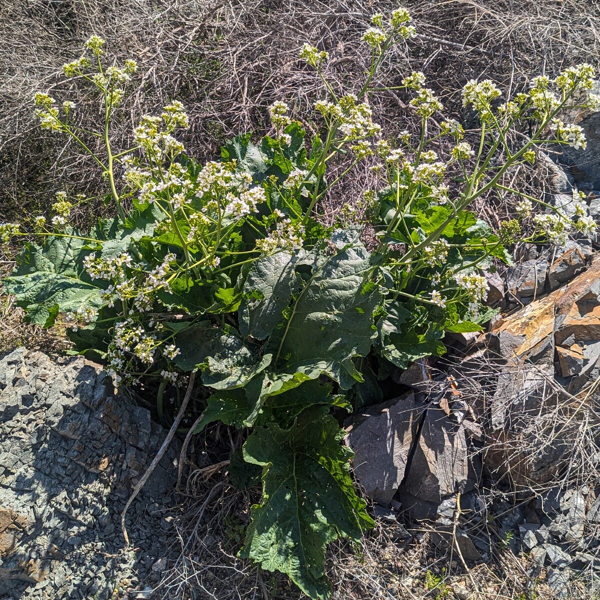 Crambe cordifolia subsp. kotschyana