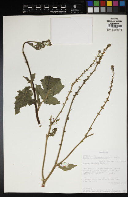 Crambe kilimandscharica (Seakale) — photo