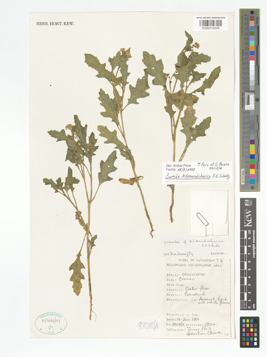 Crambe kilimandscharica (Seakale) — photo