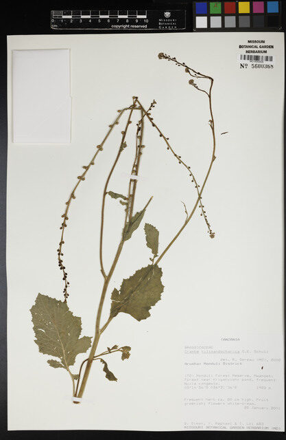 Crambe kilimandscharica