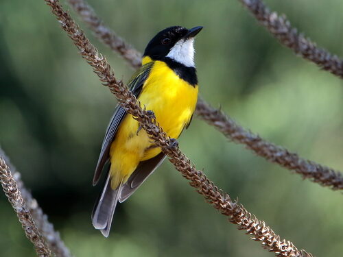 Crassocephalum crepidioides (Thickhead) — photo