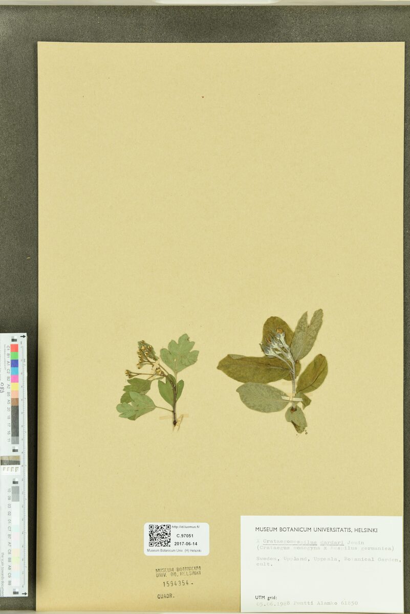 Crataegomespilus dardarii (Bronvaux Medlar) — photo