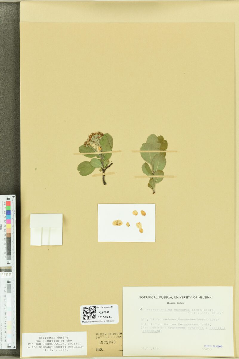 Crataegomespilus dardarii (Bronvaux Medlar) — photo