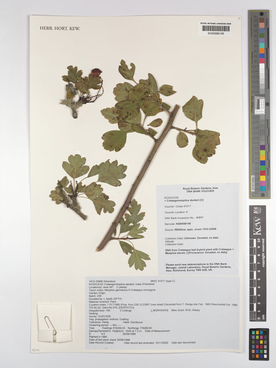 Crataegomespilus dardarii
