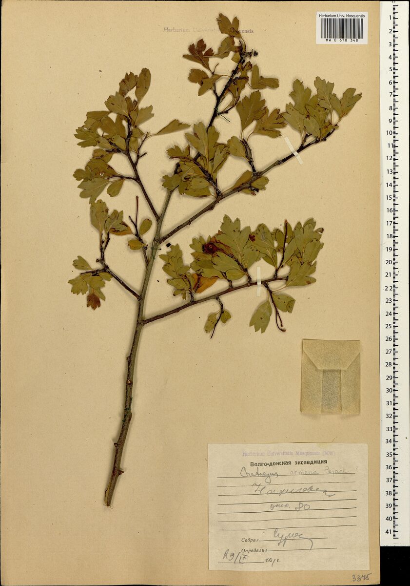 Crataegus armena — photo