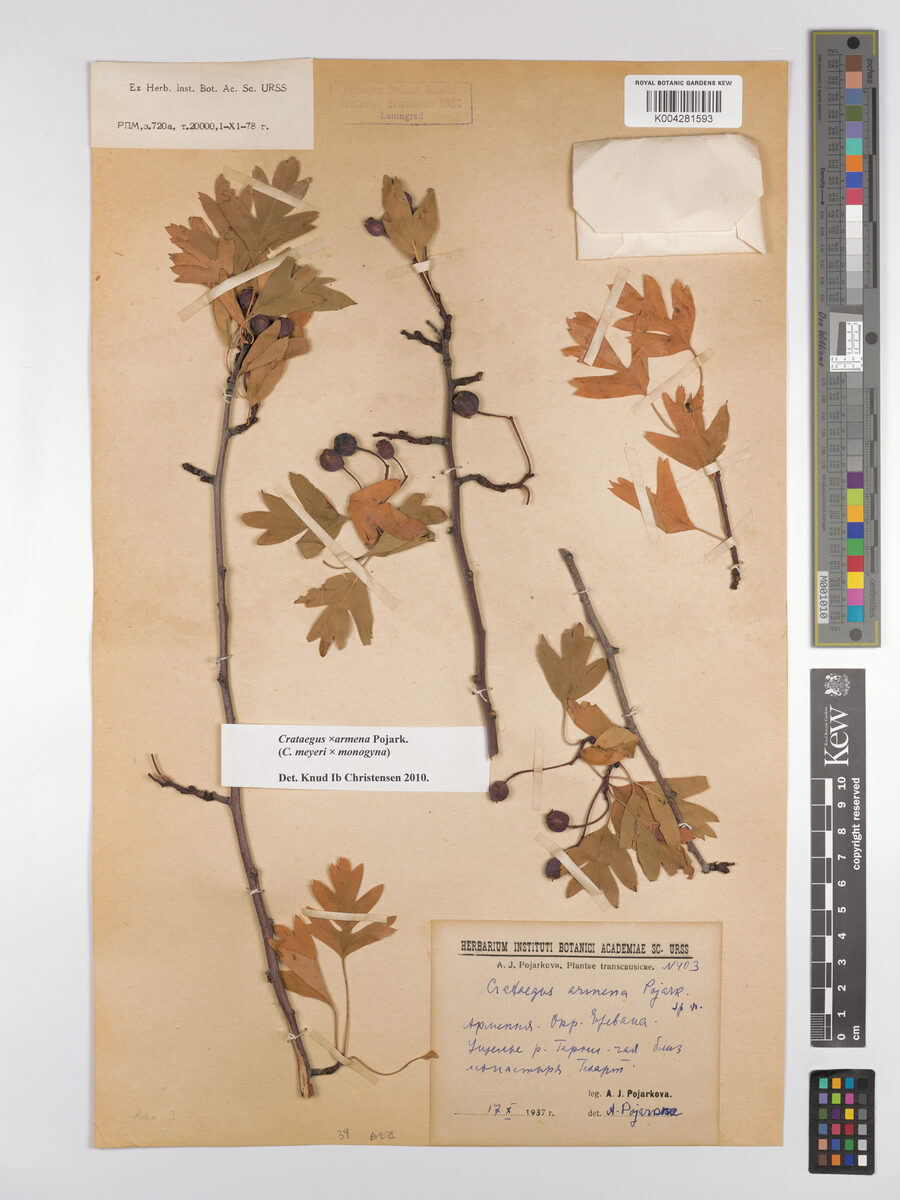 Crataegus armena — photo