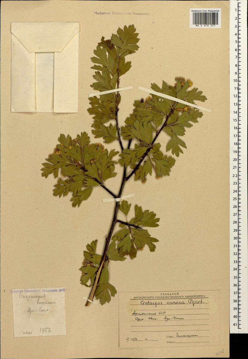 Crataegus armena