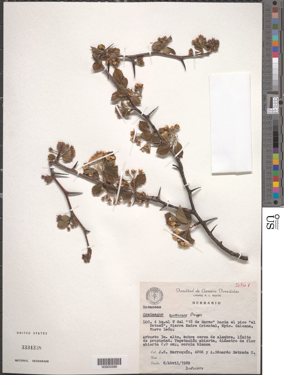 Crataegus aurescens — photo