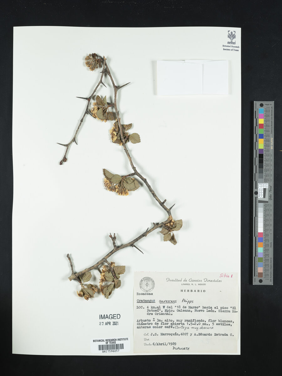 Crataegus aurescens — photo