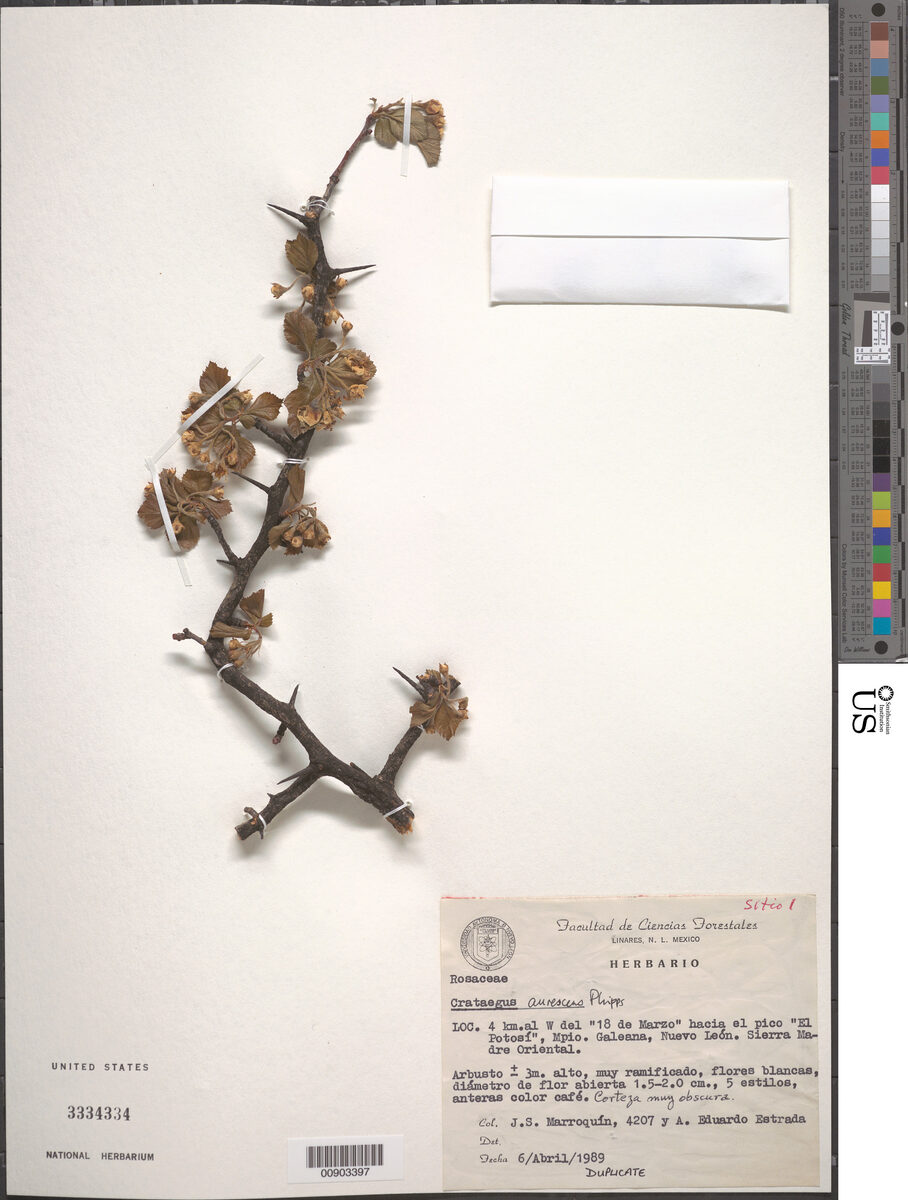 Crataegus aurescens