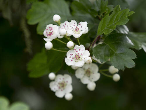 Crataegus baroussana (Tejocote) — photo