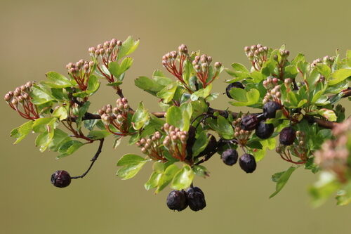 Crataegus baroussana (Tejocote) — photo