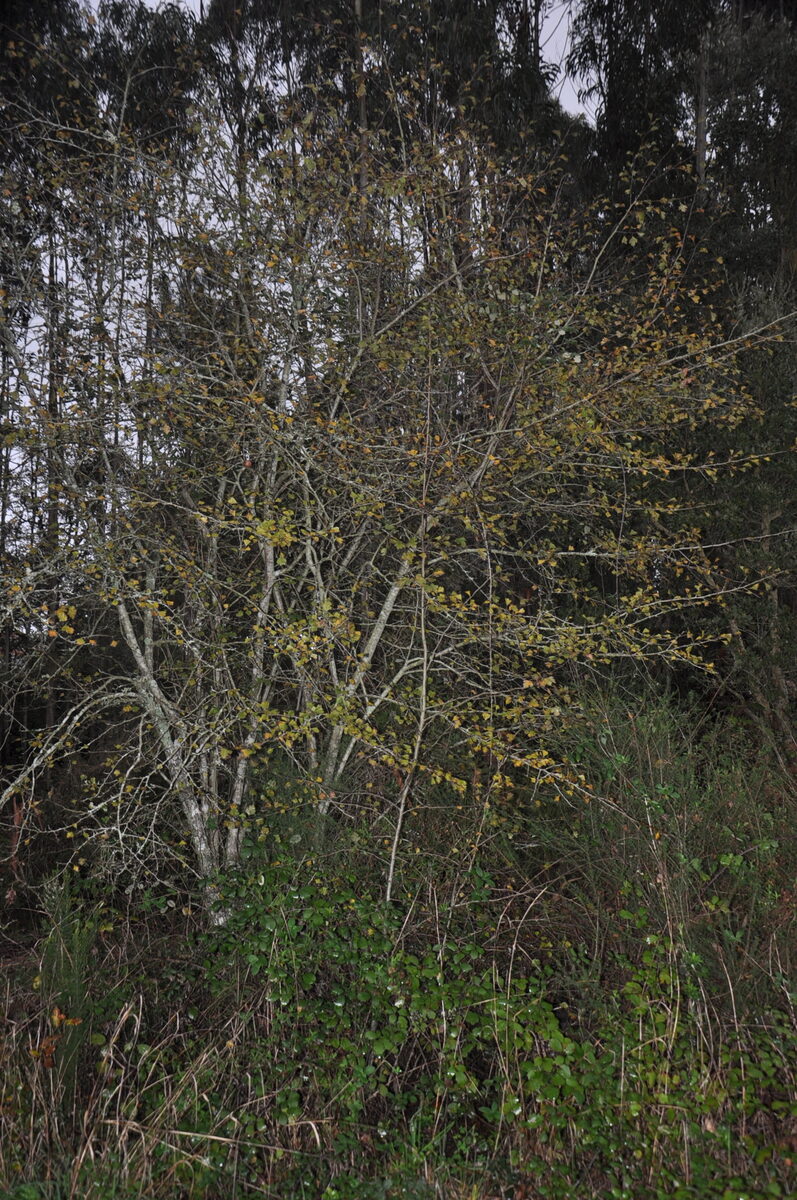 Crataegus caesa — photo