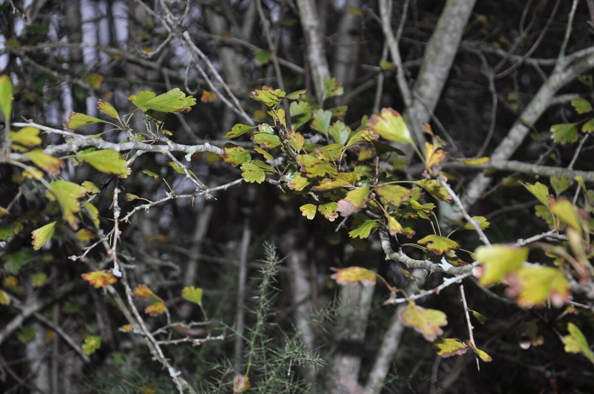 Crataegus caesa