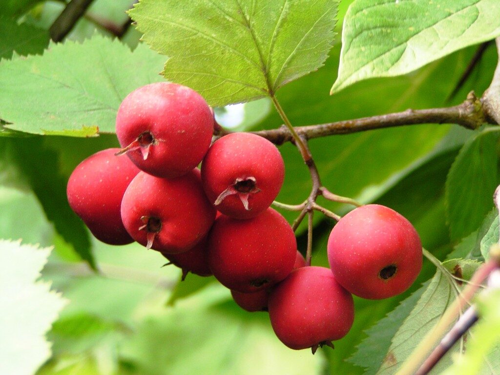 Crataegus canbyi