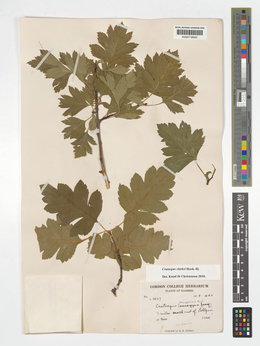 Crataegus clarkei — photo