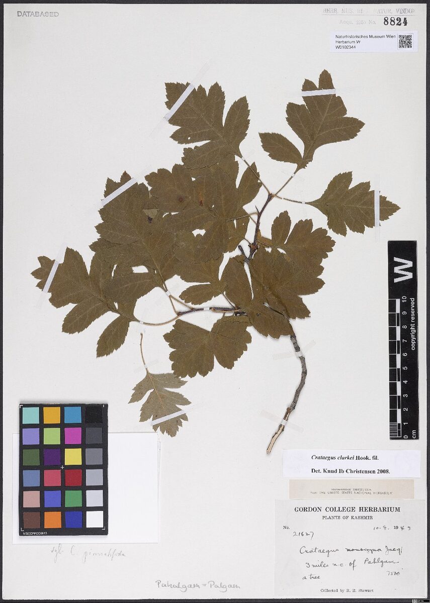 Crataegus clarkei