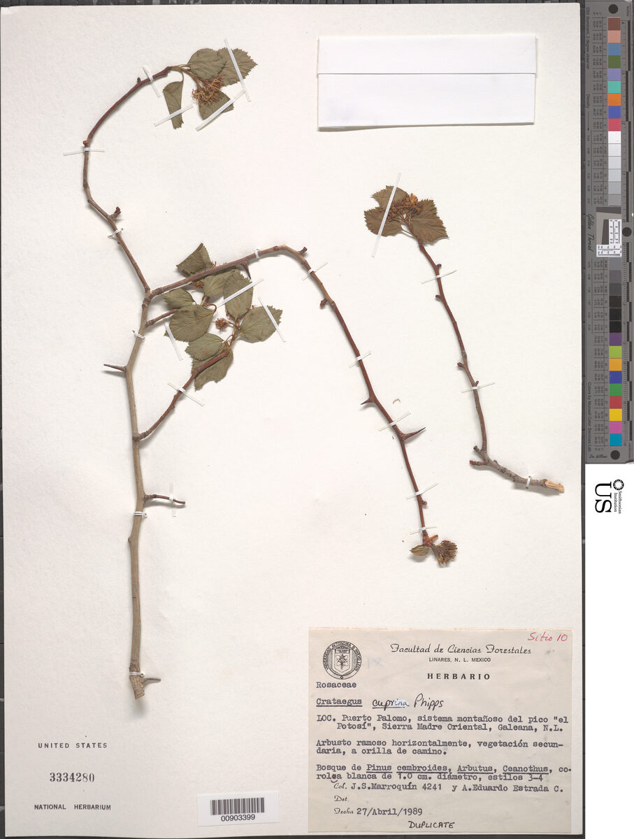 Crataegus cuprina — photo