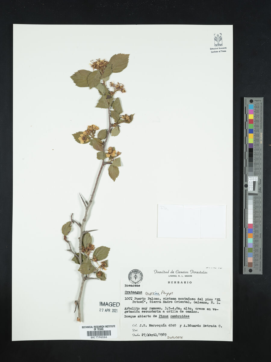 Crataegus cuprina — photo