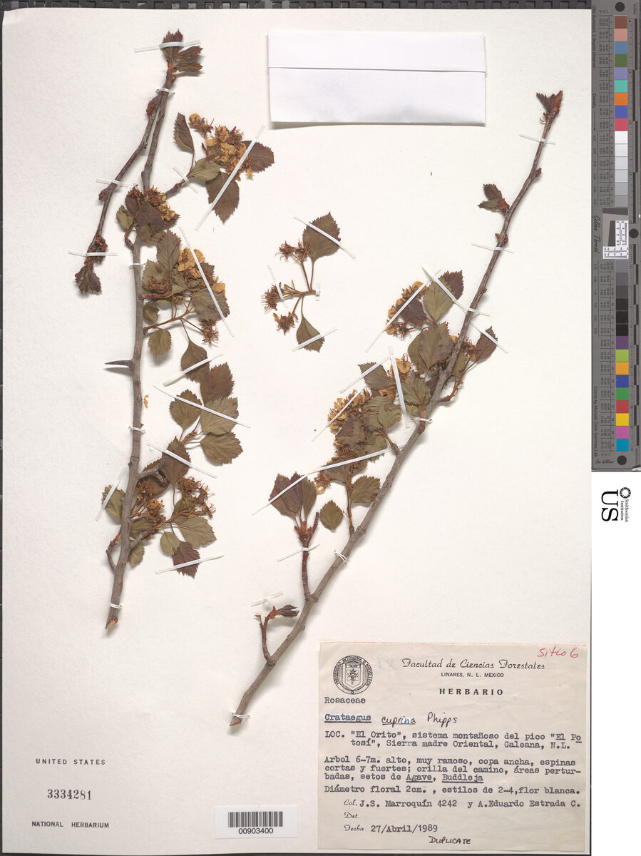 Crataegus cuprina