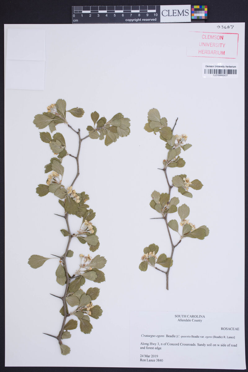 Crataegus egens