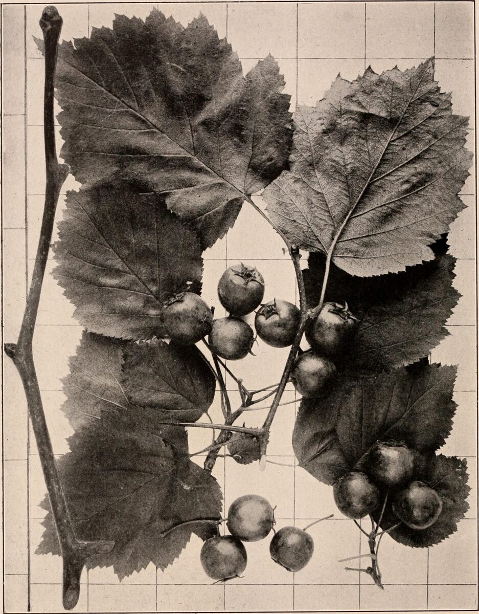 Crataegus ellwangeriana