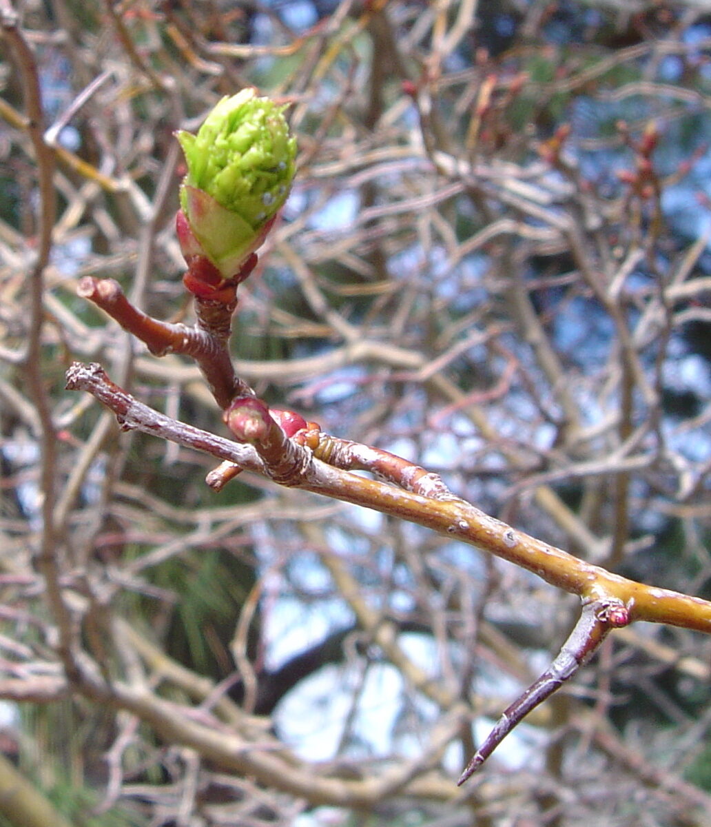 Crataegus erythropoda (Cerro hawthorn) — photo