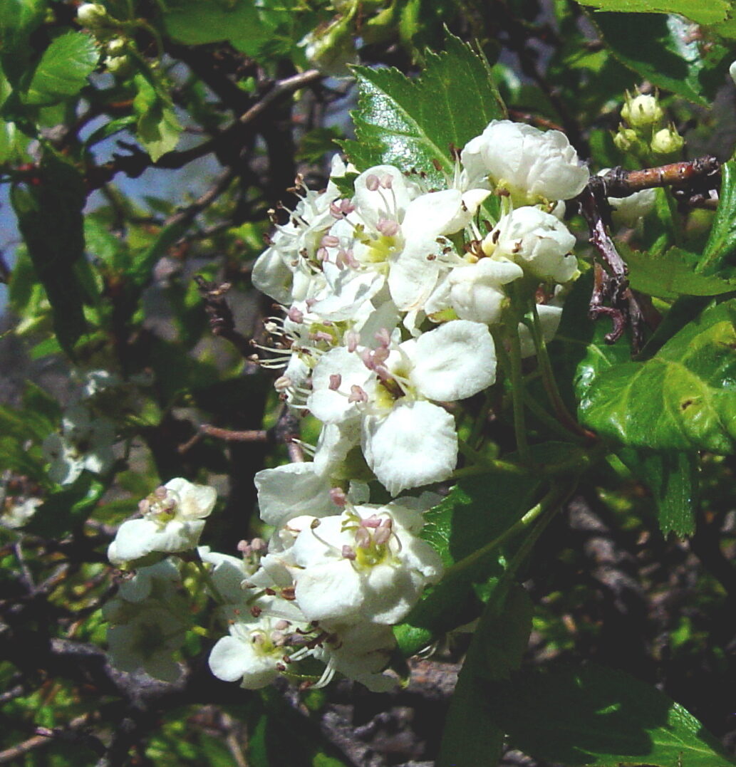 Crataegus erythropoda (Cerro hawthorn) — photo