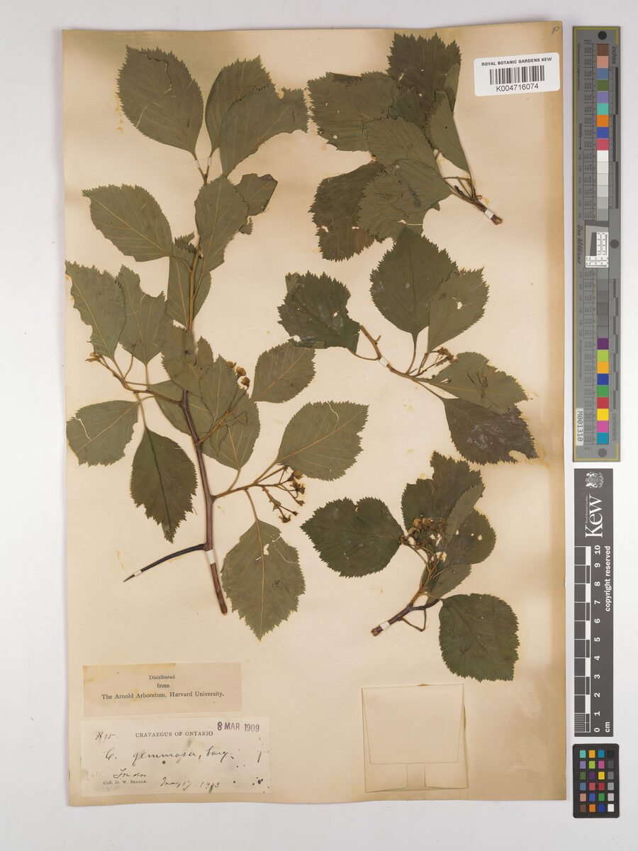 Crataegus gemosa (Haw) — photo