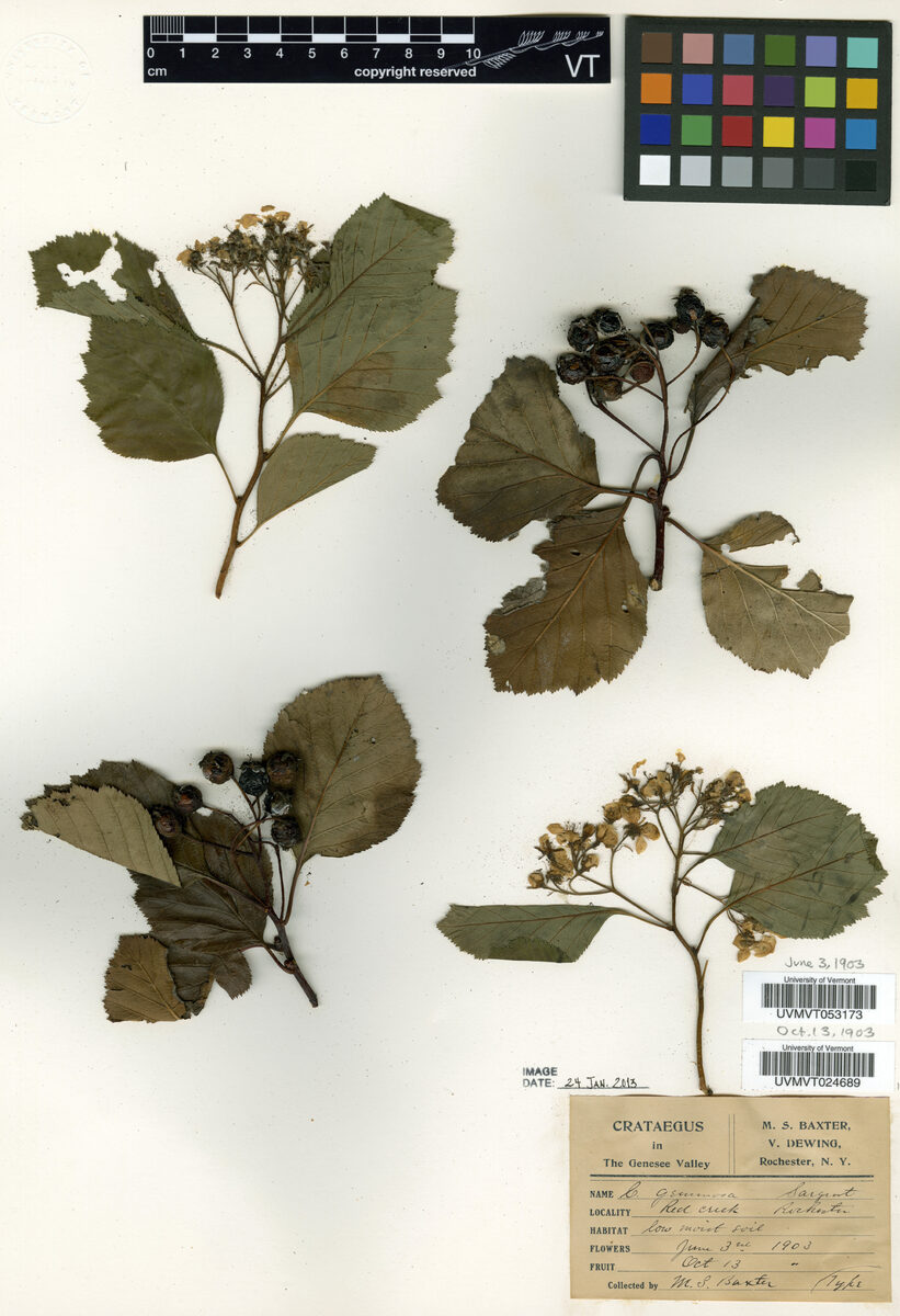 Crataegus gemosa (Haw) — photo